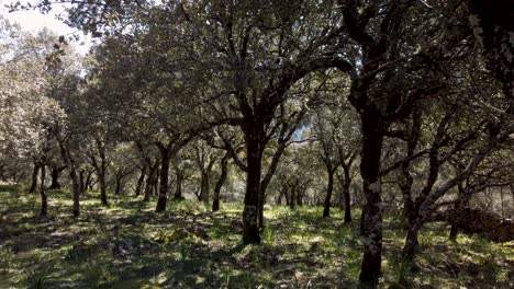 Revelar-Detrás-De-La-Corteza-De-Los-árboles-Del-Bosque-Sombreado-En-Villaluenga,-España