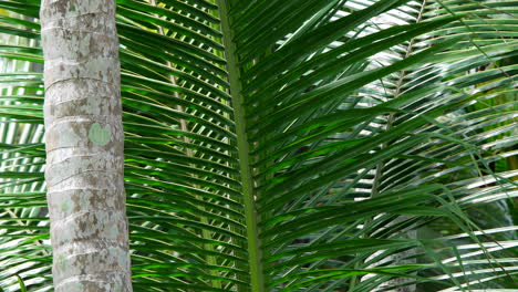 follaje oscilante de palmeras en un día de brisa en sri lanka