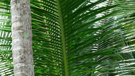 swaying foliage of palm trees on a breeze daytime in sri lanka