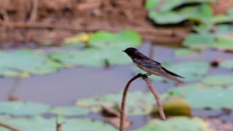 Ein-Kleiner,-Sich-Schnell-Bewegender-Vogel,-Der-Fast-überall-Auf-Der-Welt-Zu-Finden-Ist-Und-Die-Meiste-Zeit-Herumfliegt,-Um-Kleine-Insekten-Zu-Fangen