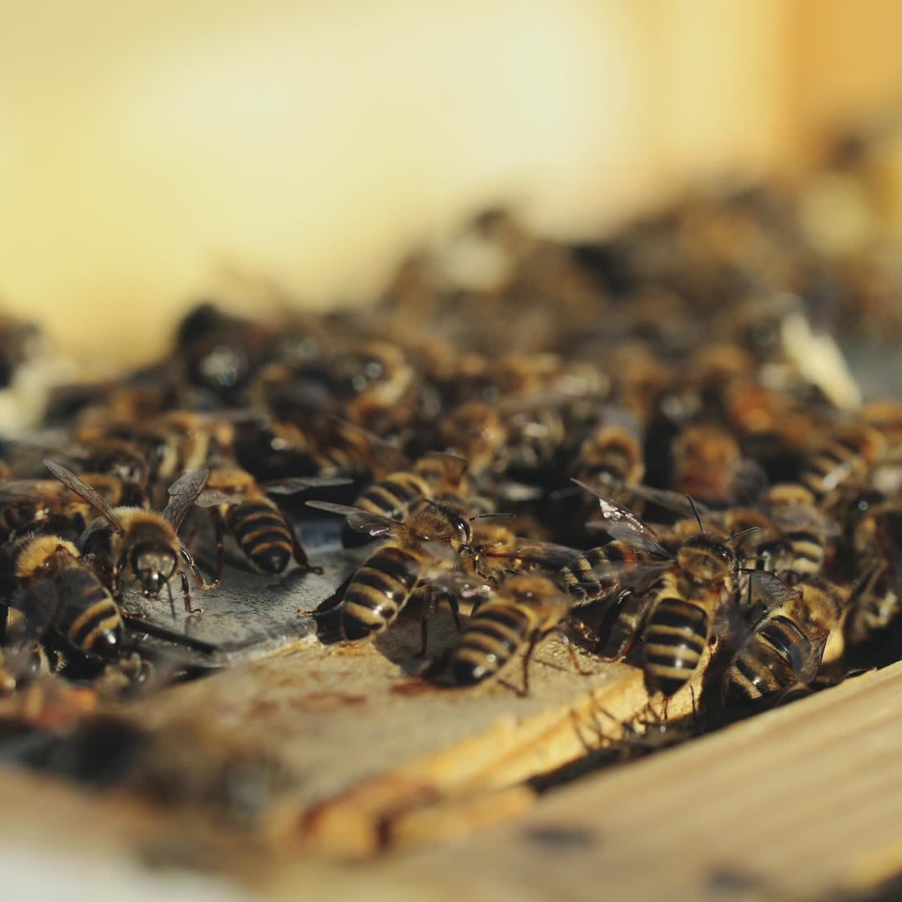 Close up view of the working bees on honey cells. Working bees on honeycomb.
