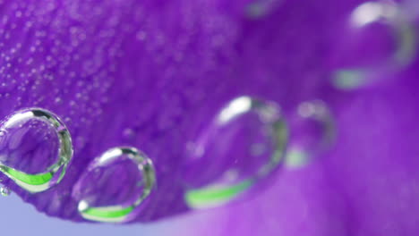 close-up of a purple flower petal with water droplets and bubbles