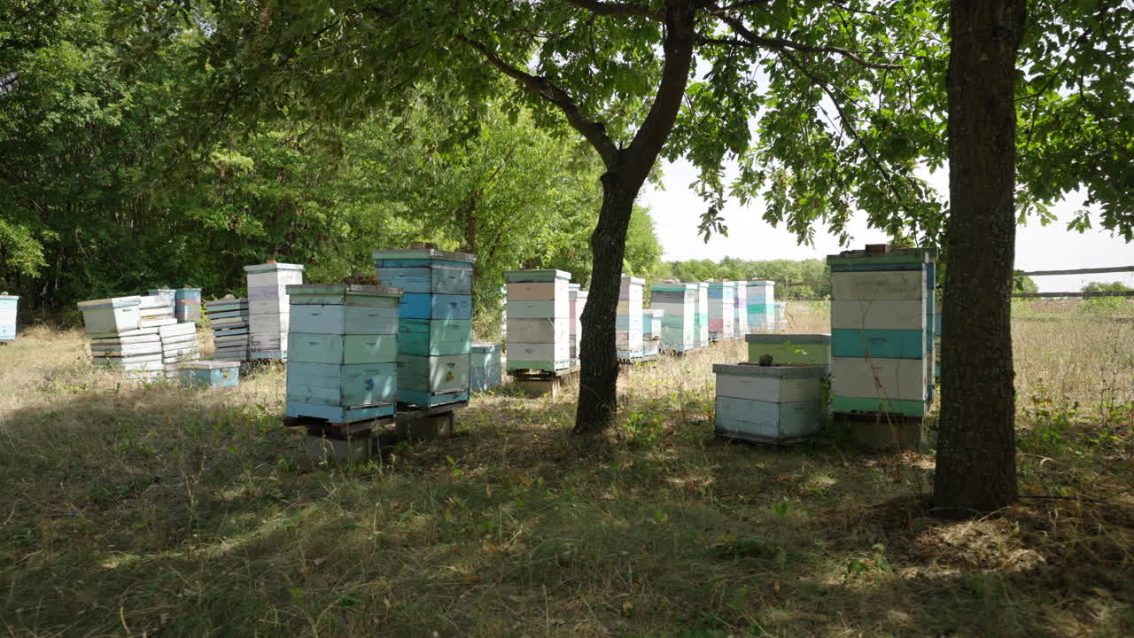 colmenar de abejas, árboles, hierba, verano