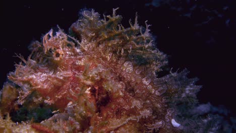 cabracho rosa maleza balanceándose de un lado a otro con la corriente del océano