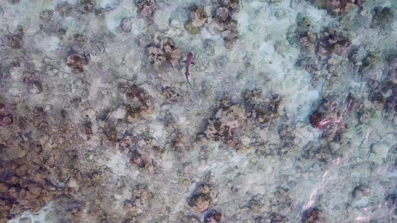 Sfondo aereo dall'alto di uno squalo di barriera che naviga attraverso la barriera corallina alle Maldive
