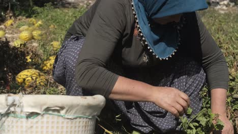 mujer recogiendo tomates