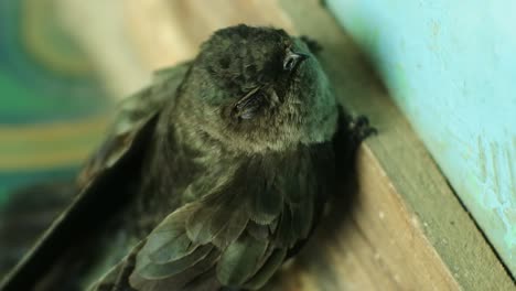 hábitat de las aves de indonesia