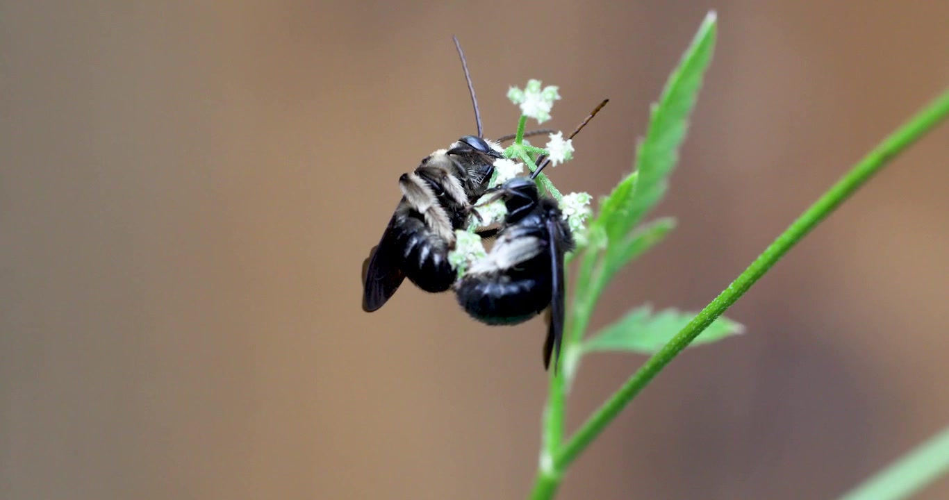 Video statico di diverse api cornute a due macchie (Melissodes bimaculatus) su un fiore.