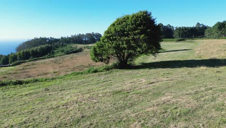 árbol desolado en un campo de hierba en las laderas en el día soleado