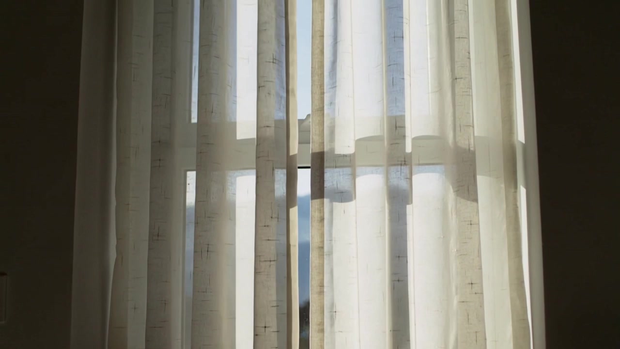 Animal de estimação aparecendo empurrando cortinas transparentes na janela, espiando para fora, suculenta no parapeito