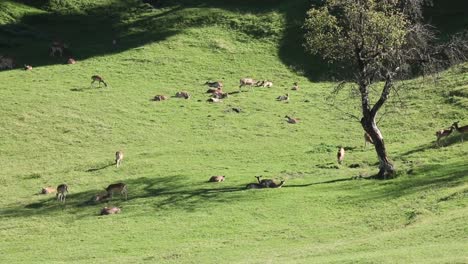 Gefleckter-Hirsch-Oder-Achsenhirsch-Im-Naturlebensraum