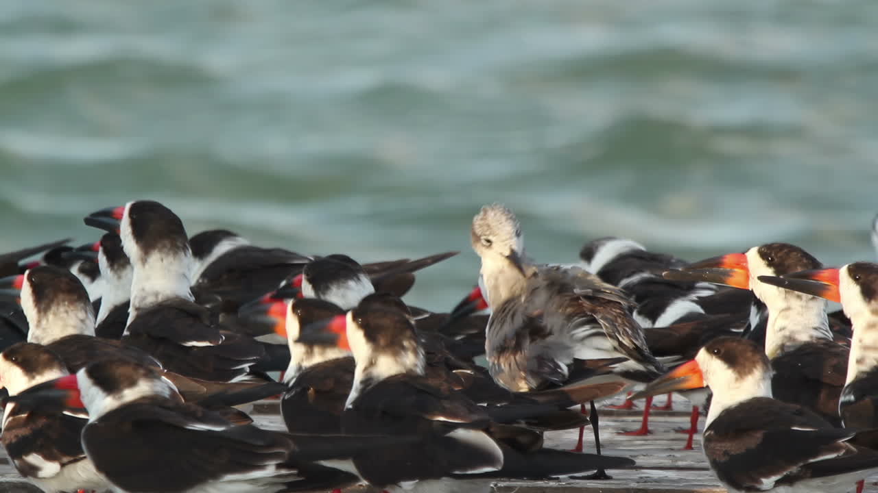 aves vida silvestre mexico