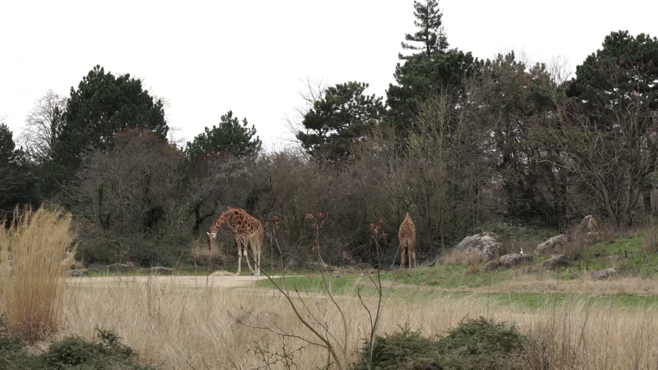 Giraffes on park of city zoo eating dry grass and tree leaves