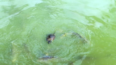 Schildkröte-Und-Koi-Fische-Schwimmen-Zusammen-Im-Teich