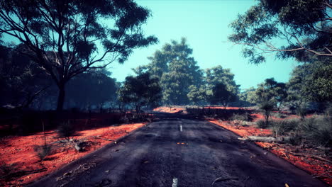 camino de asfalto a través del bosque profundo