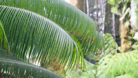 a beautiful waterfall and palm leaves in the frame tropical climate palm tree waterfall a beautiful waterfall and palm leaves in the frame tropical climate palm tree waterfall