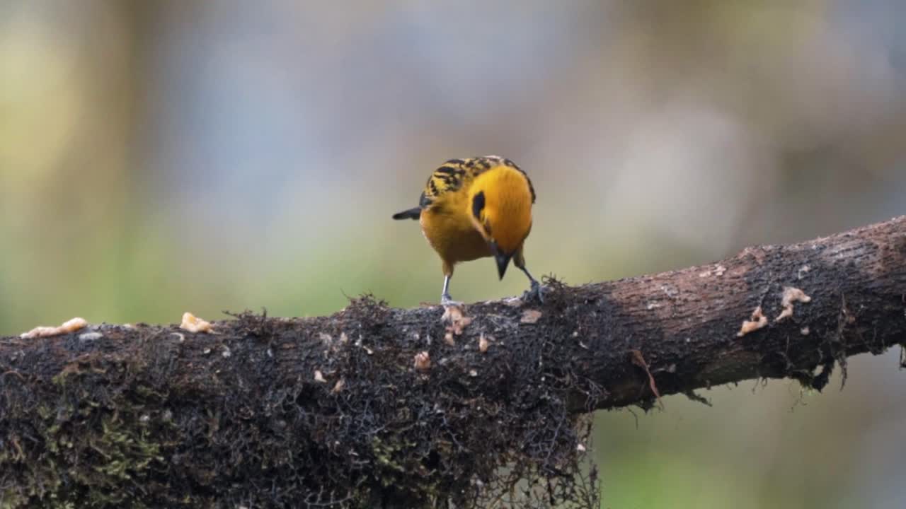 에도르 의 민도 에 있는 황금 타나거 새