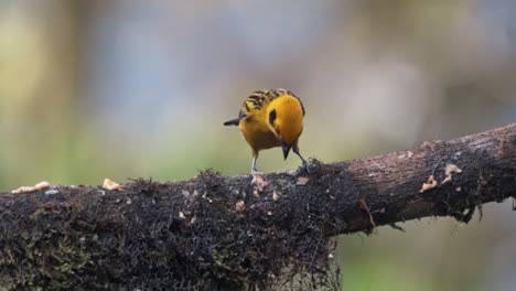 el pájaro tanager dorado en mindo, ecuador