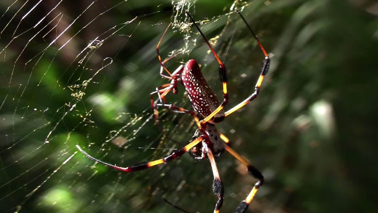 una gran araña de tela dorada con sus crías