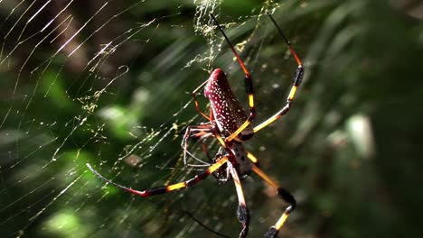 a large golden web spider with its young