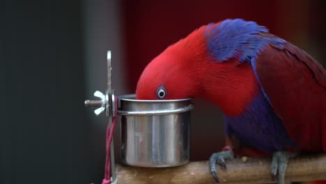 primer plano de loro rojo comiendo