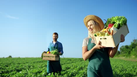 Feliz-Mujer-Rubia-Sonriente-Y-Hombre-Guapo,-Granjeros-Cargando-Cajas-Con-Su-Cosecha-Y-Verduras-A-Través-Del-Campo-Verde-En-Un-Día-Soleado