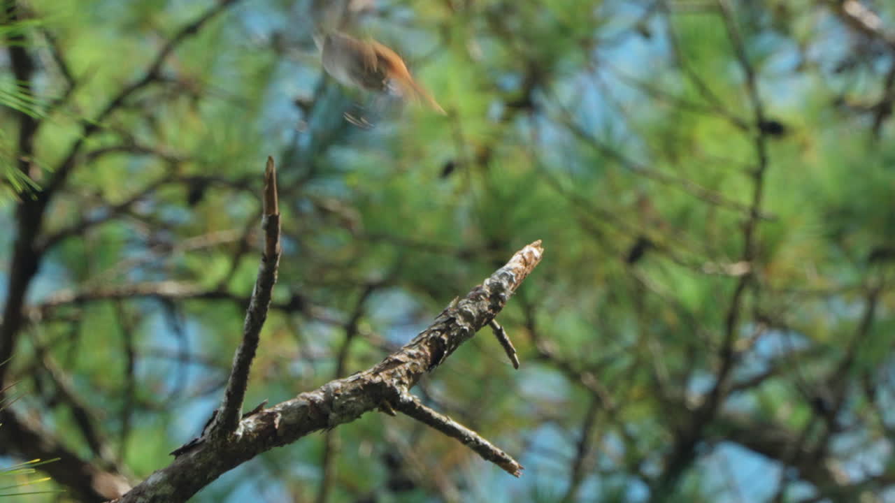 Grey Bush Chat Bird Perched on Pine Branch Turns Around and Flies Away