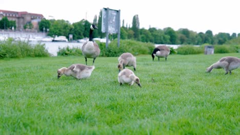 multiple ducklings feeding in gras with ducks in the background in local park