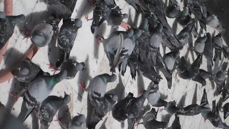 Pigeons Feeding on a Floor