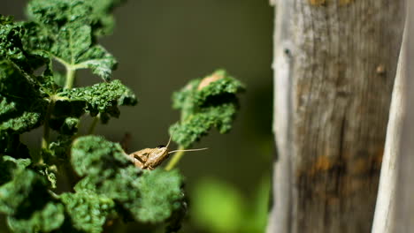 Saltamontes-De-Jardín-Mirando-Fijamente-A-La-Cámara