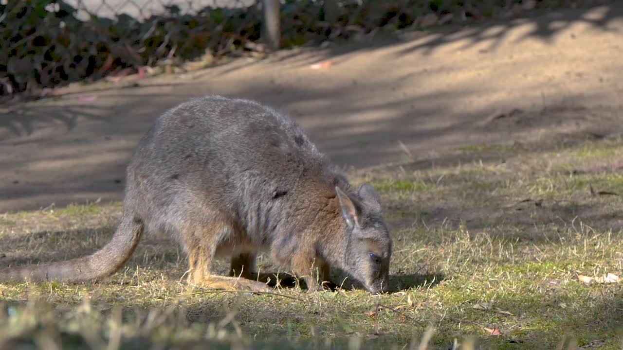 Wallaby eating on the ground