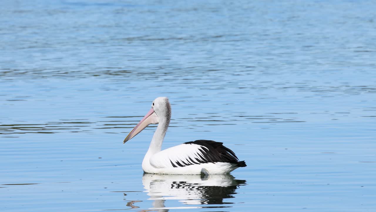 물 위 에 평화롭게 떠다니는 펠리칸