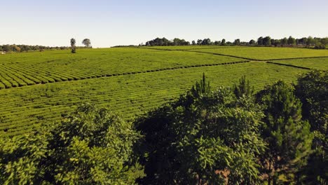 discovering a breathtaking green tea field