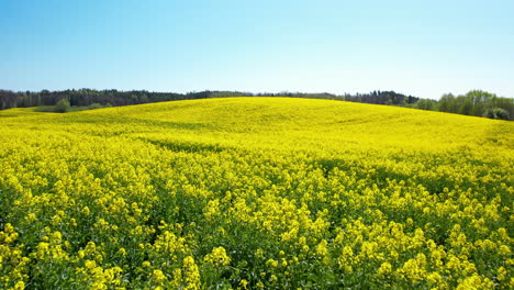 vibrant yellow carpet of rapeseed flowers stretches towards horizon,pov