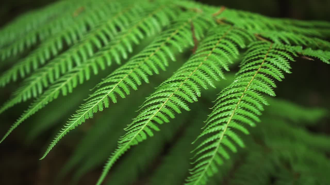Close up of native New Zealand Silver Fern Ponga tree leaves with blurry background