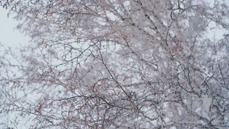 birch grove with long branches and snow on early spring day