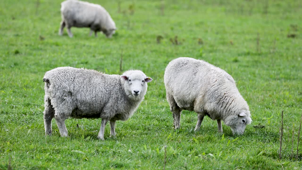 Romney sheep graze peacefully in a lush green field under natural daylight in Queenstown, New Zealand
