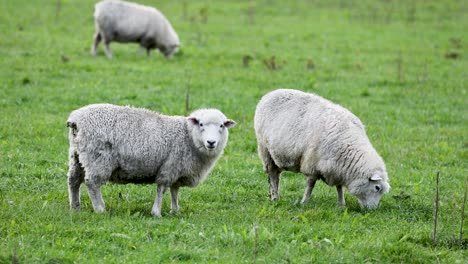 romney sheep graze peacefully in a lush green field under natural daylight in queenstown, new zealand