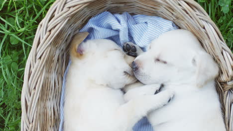 Top-view-of-two-cute-labrador-puppies-hugging-on-a-basket-in-the-park