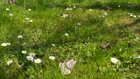 meadow with lily flowers and green grass on the bottom of forest, spring sunny day in city park