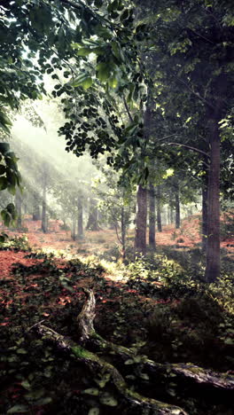 不思議な森の風景 | 無料写真