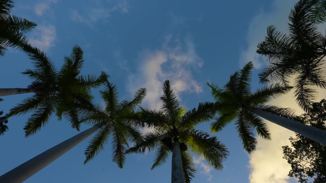 Tall palm trees and evening sky of Jamaica.
