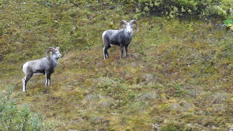 stone sheep in british columbia