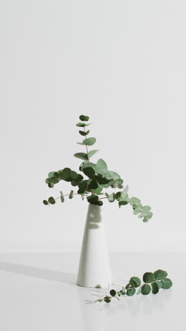 vertical video of twigs with green leaves in white vase with copy space on white background