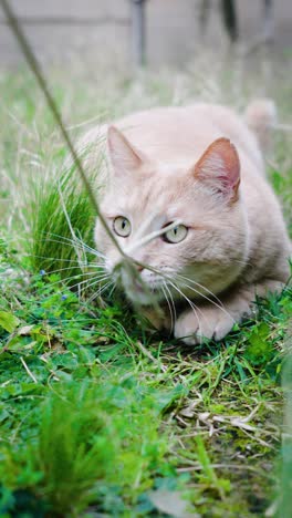 Toma-Vertical-En-Cámara-Lenta-De-Un-Gato-Tratando-De-Atrapar-Un-Juguete-En-La-Hierba-Alta.