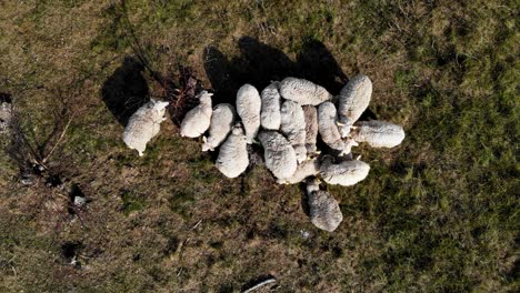 aerial: still shot of grazing sheep in the grasslands in low altitude flight