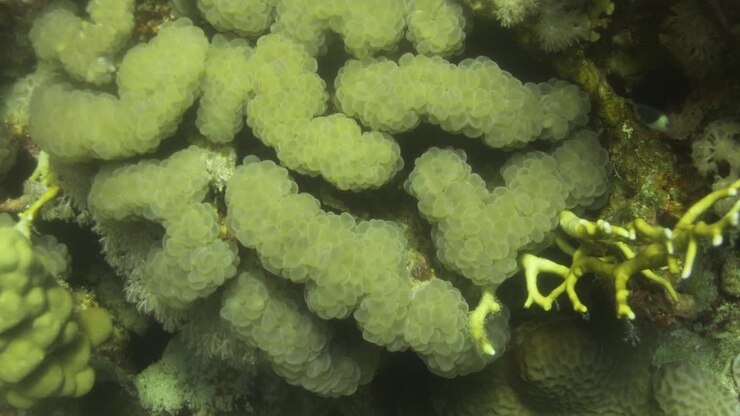 Il corallo Plerogyra Sinuosa è una specie dall'aspetto gelatinoso del phylum Cnidaria.