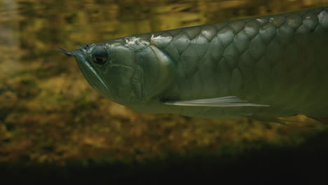 Arowana-Asiática-Nadando-Pacíficamente-Bajo-El-Agua-En-El-Acuario-Uminomori-En-Sendai,-Japón