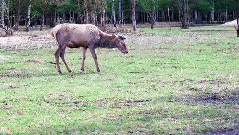 el ciervo se para de lado y come hierba. ciervo en la reserva entre árboles y otros animales.