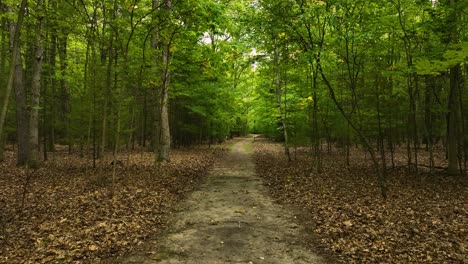 A-whitetail-buck-and-doe-running-across-the-path